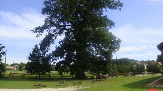 tolgyfa1-1474956482